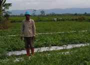 Jejak Manis Mufroid Purna PMI: Dari Brunei Hingga Hamparan Lahan Semangka di Cipari