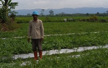 Jejak Manis Mufroid Purna PMI: Dari Brunei Hingga Hamparan Lahan Semangka di Cipari