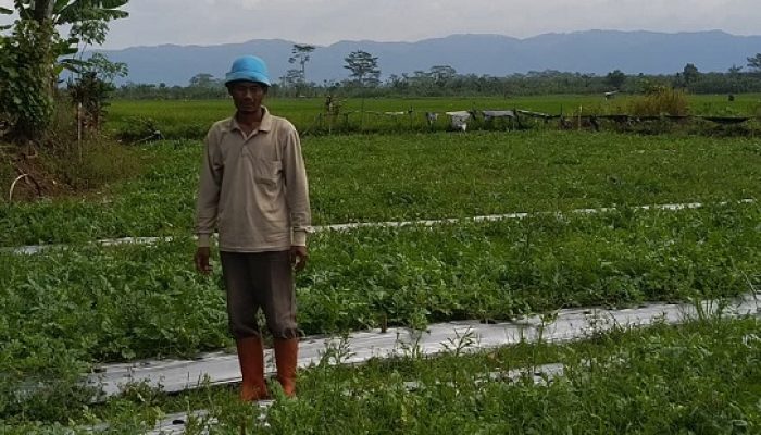 Jejak Manis Mufroid Purna PMI: Dari Brunei Hingga Hamparan Lahan Semangka di Cipari
