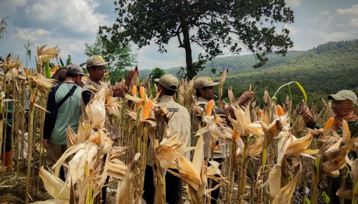 Jagung, Anak Muda, dan Politik yang Turun ke Sawah